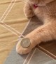 Cat Mimics Owner's Coin Trick