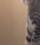 Cute Tabby Cat Mimics Owner Brushing Her Hair