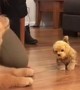 Puppy is super jealous after being introduced to toy dog