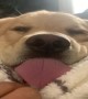 Lazy Retriever Sticks His Tongue Out