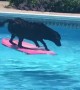 Labrador Dog Uses Wakeboard To Fetch Ball From Pool
