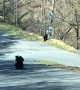 Black Bear Cubs Play in Road While Mom Watches
