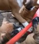 Puppies Hilariously Follow Broom Every Direction It Goes