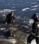 Dogs Rescued From Icy Water