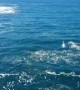 Huge Pod of Dolphins Play at Bondi