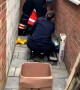 Stuck Cat Rescued by Firefighters