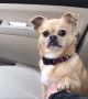 Dog's Hilarious Tactic To Not Allow Owner To Drive Away