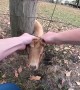 Goat Saved From Being Stuck in Fence