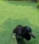 Black Bird Caws and Collects Pebbles