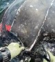 Saving a Huge Leatherback Turtle from Tiger Sharks