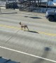 Pair of Deer Hoof Their Morning Commute