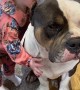 Little girl loves hugging her gentle bulldog friend