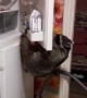 Raccoon Finds Way into Freezer