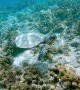 Snorkeler Swims with a Gentle Turtle
