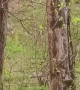 Wild Bear Cubs Play on Swing
