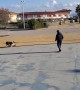 Dog Shows Off Balance Skills on Skateboard