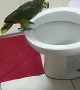 Parrot Performs in Private