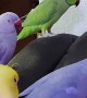 Pandemonium of Parrots Smother Owner with Kisses