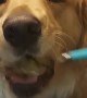 Two-Year-Old Golden Retriever Needs to be Spoon Fed