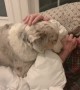 Caring Dog Comforts Grandpa