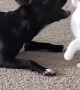 Dog Shows Off New Rollover Trick to Kitty