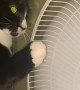 Kitty Playfully Paws at Pedestal Fan