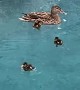 Sweet Little Duckling Swims in Circles