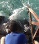 Stingray Incredibly Jumps Onto Ramp To Get Treat From Human
