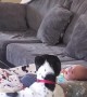 Oreo's Howls Help Comfort Baby