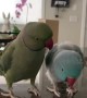 Parrot Brothers Have Adorable Conversation With Each Other