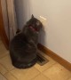 Cold kitty sits calmly on heater vent