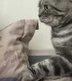 Gentle Kitty Tries to Wake Its Human