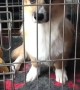 Cute corgi gets locked up in jail 