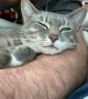 Kitty Snuggles up to Dad's Beard Scratches