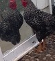 Rooster Caught Checking Itself Out