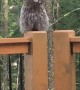 Awesome Owl Lands on the Deck