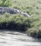 Huge Saltwater Crocodile Launches Off River Bank