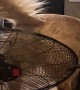 Fan Cools Down Retriever's Rump