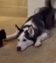 Husky welcomes precious little puppy into the family 