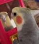Chatty parrot loves talking to himself in the mirror 