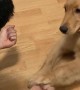 Eager Puppy Gets Totally Fooled By Magic Trick
