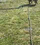 Australian Shepherds Have Fun with Hose