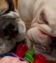 Bulldogs get just as excited for Ring Pops as we do! 