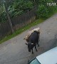 Brazilian Bull Gives Car a Big Bump