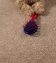 Playful Pup Battles Brush