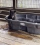 Cute Cubs Play at the Tub
