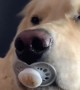 Sweet Pup Suckles on Binky