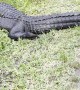 Cyclist Has a Close Encounter with Alligators