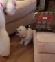 Family\'s New Puppy Really Wants To Play With Giant Poodle