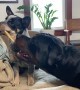 Corgi Teases Rottweiler with Bone